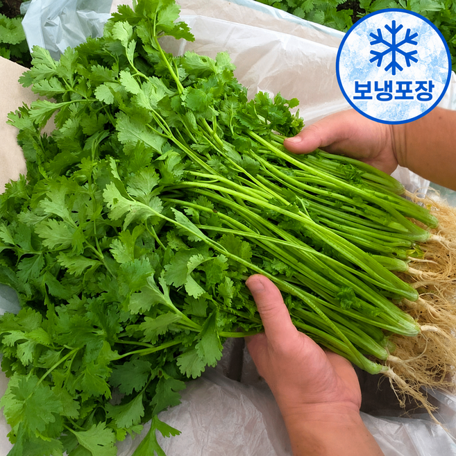 가마소 농부 고수 나물 당일수확 항신료 뿌리포함, 1박스, 1kg