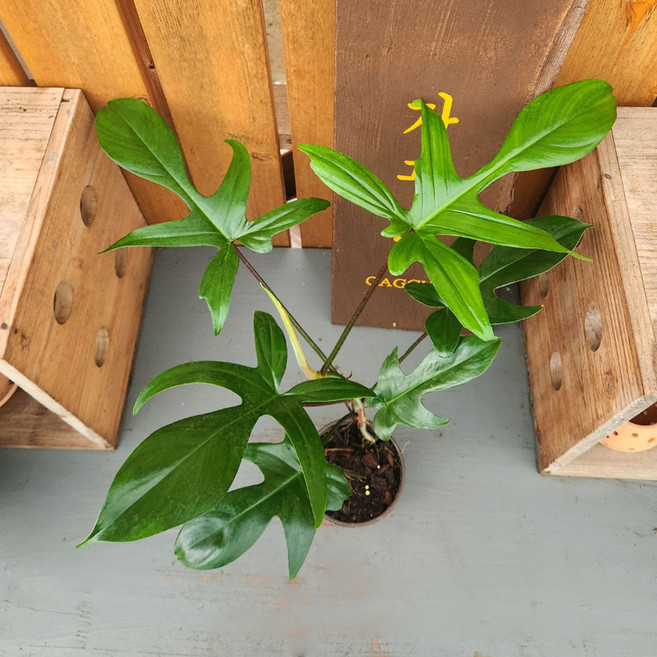 가꾸다 필로덴드론 뷰티 그린 플로리다 뷰티그린(Philodendron Florida Beauty Green), 1개