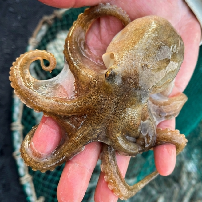 [당일조업] 국내산 생물 활 쭈꾸미 알쭈꾸미, 1박스, 1kg