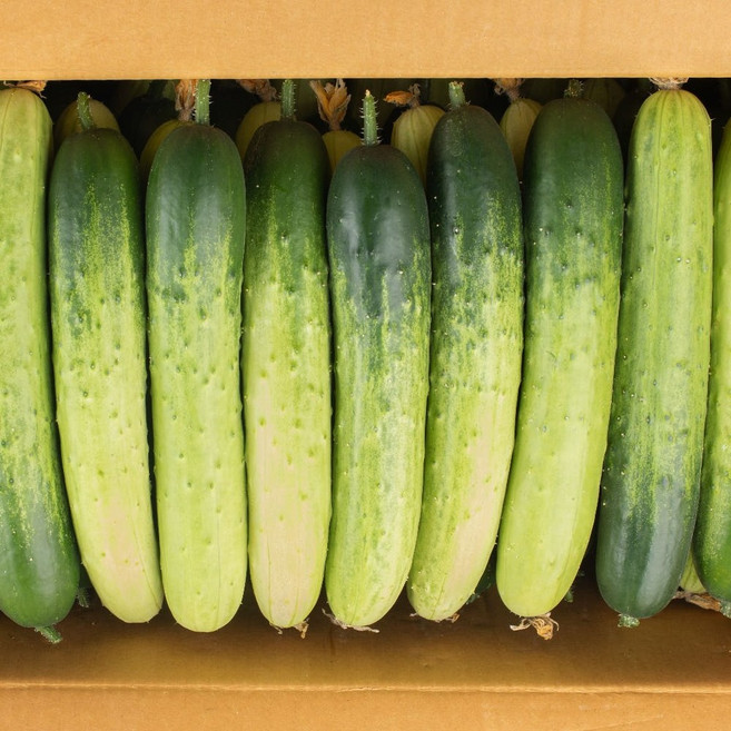 [2차완판 국내산] 수분가득 백다다기오이 백오이, 1개, 오이 2kg