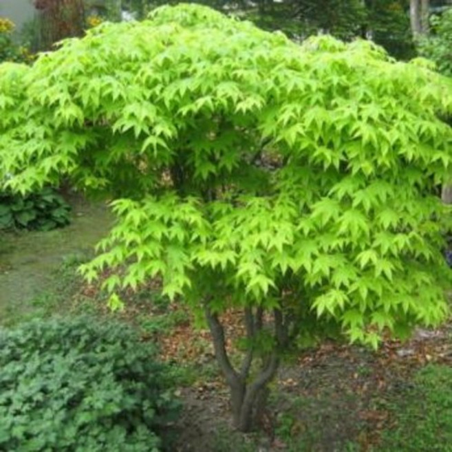 서울농원묘목/청단풍 나무 묘목 3년생 분묘 조경수 관상수, 1개