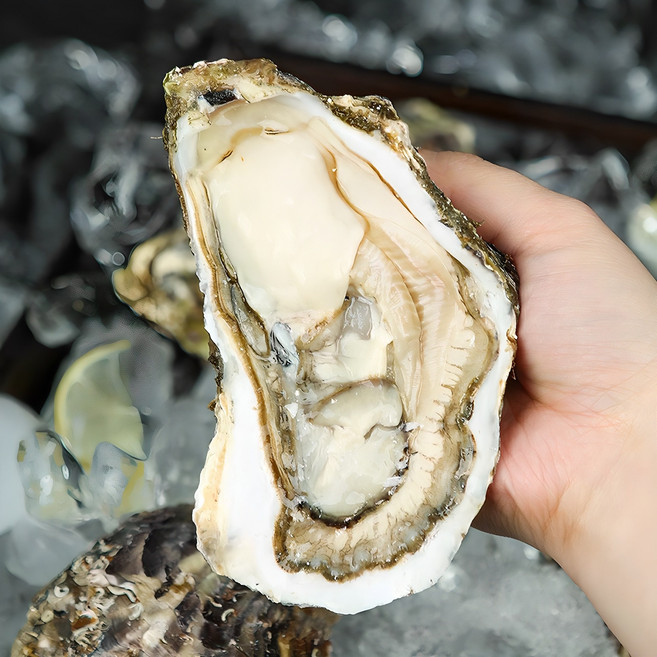 그대의밥상 산지직송 통영 삼배체굴, 3kg (12미 내외), 1박스