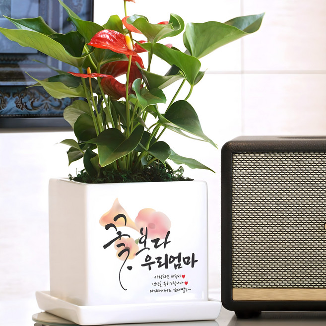화분이야기 꽃보다OOO 맞춤문구 중형화분 승진 개업 집들이 축하 안시리움