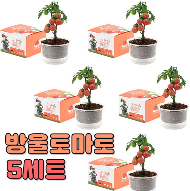 자연애 마이가든 방울토마토 5세트/식물키트 화분 키우기세트