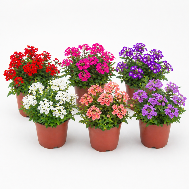 꽃팡팡 버베나 소품 화분 받침대 영양제 포함 사계절꽃 베란다꽃 다년생 키우기쉬운꽃 생화, 4개, 랜덤발송