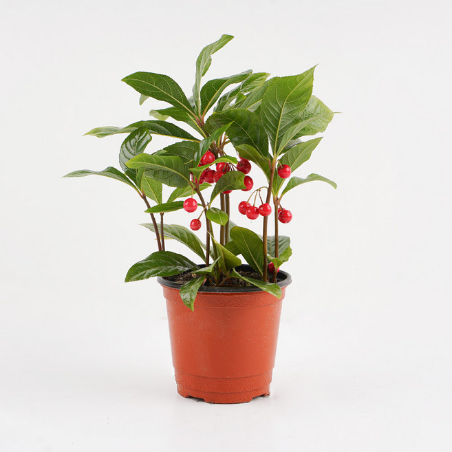 갑조네 천냥금(소품) 빨간열매 관엽 실내공기정화식물 미세먼지 공기청정 키우기 쉬운 화분, 1개