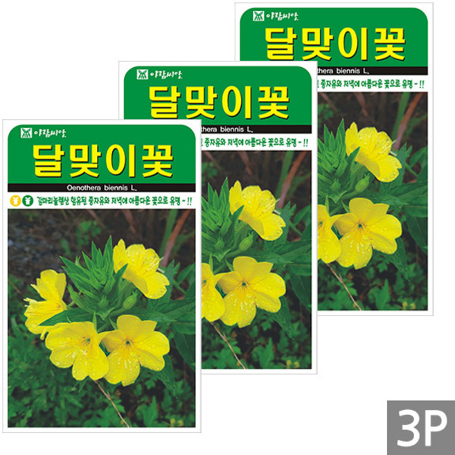 세인화분 달맞이꽃 4000립 - 야생화 꽃 씨 씨앗, 3개