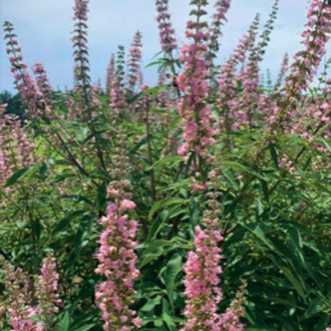 묘목/바이텍스(로세아) 17cm화분 이탈리아목형 SJ198, 1개