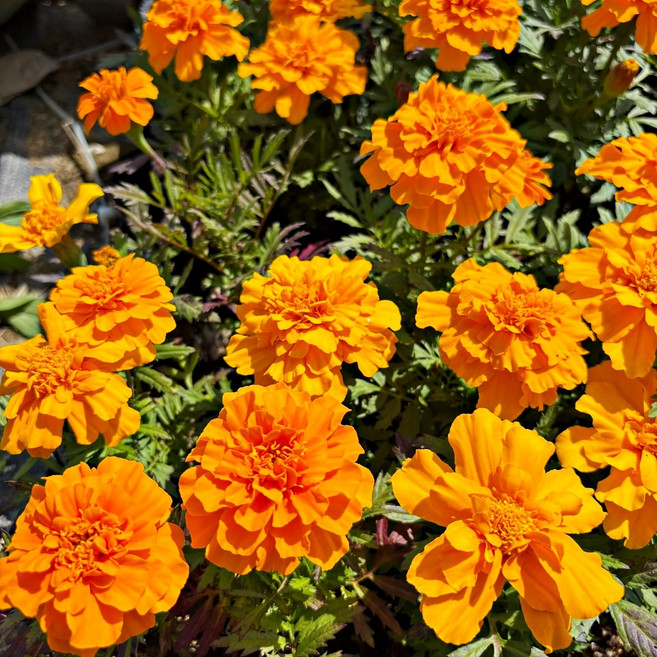 플로어가든 메리골드모종 주황 6개 메리골드꽃 꽃모종 화단 꽃 금잔화 모종, 1개