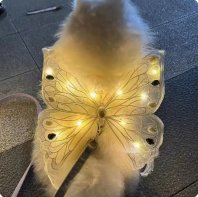 강아지 고양이 LED 빛나는 애견 나비 날개 장식 천사 옷 엔젤 코스튬 리본 (N1715), 화이트