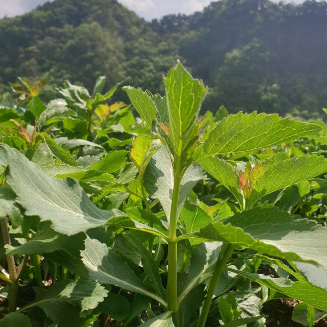 [예약발송중] 평창 생산자 직판 잔대싹 잔대잎 잔대나물, 1개, 2kg