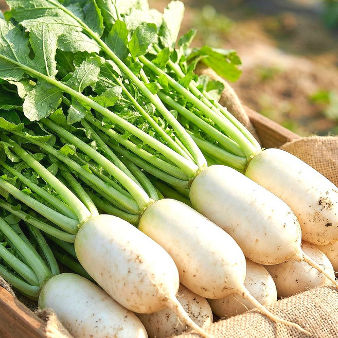 [최상급원물] 재구매율1위 국내산 알타리무 총각무, 1박스, 5kg