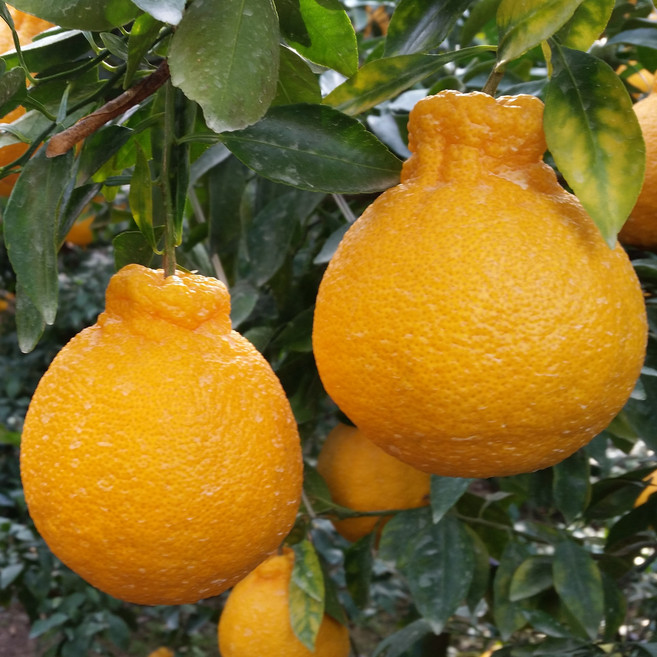 [제주의 향기] 고당도 한라봉 선물용 가정용, 1박스, 10kg(가정용)