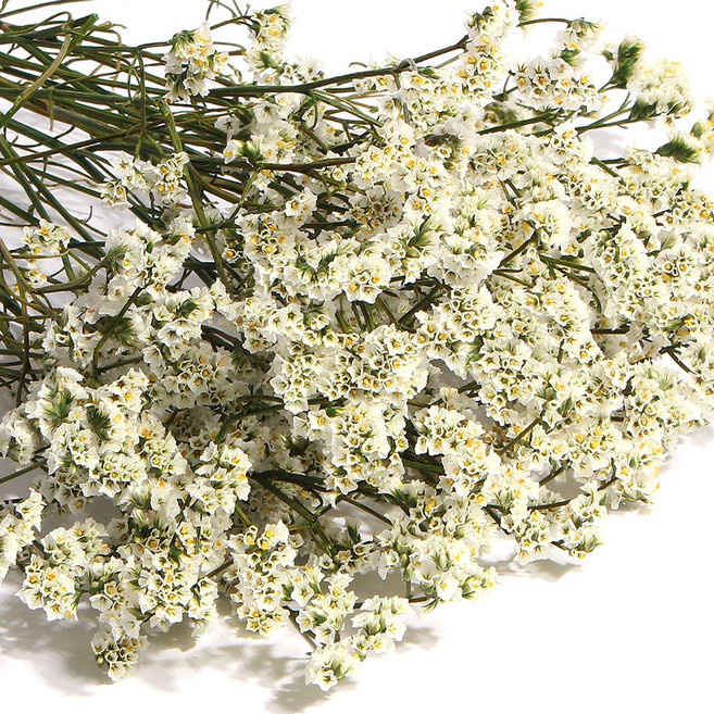 화연양화 프리저브드플라워 시네신스 시넨시스 8색, 01 릴리화이트