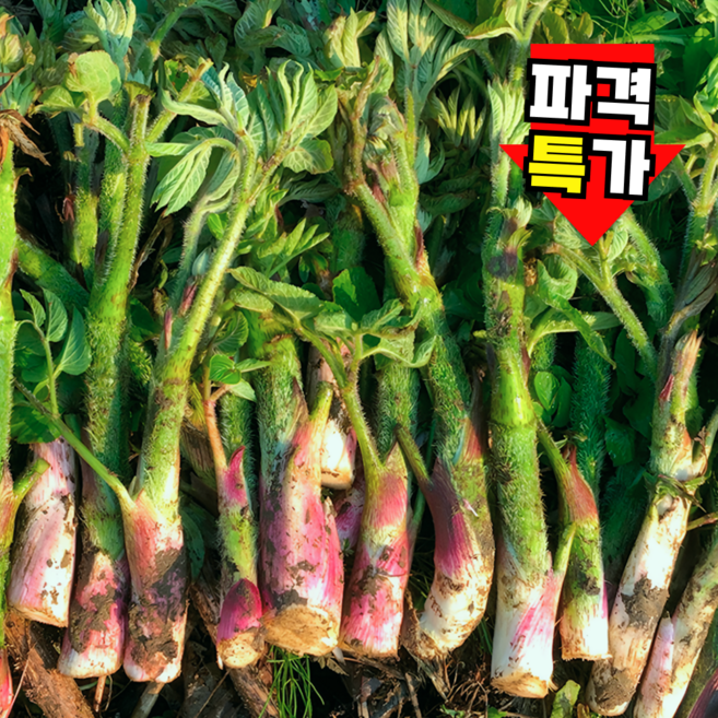 [산지직송] 봄내음 쌉쌀한 햇두릅 땅두릅, 1박스, 1kg
