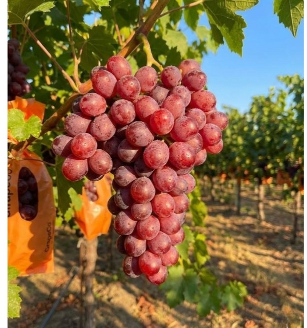 동명 당도주의 씨없는 캔디포도 초고당도 솜사탕 21brix, 500g, 1