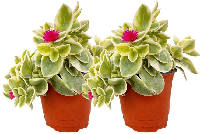 1+1 썬로즈 다육 꽃식물 평일특가, 1세트