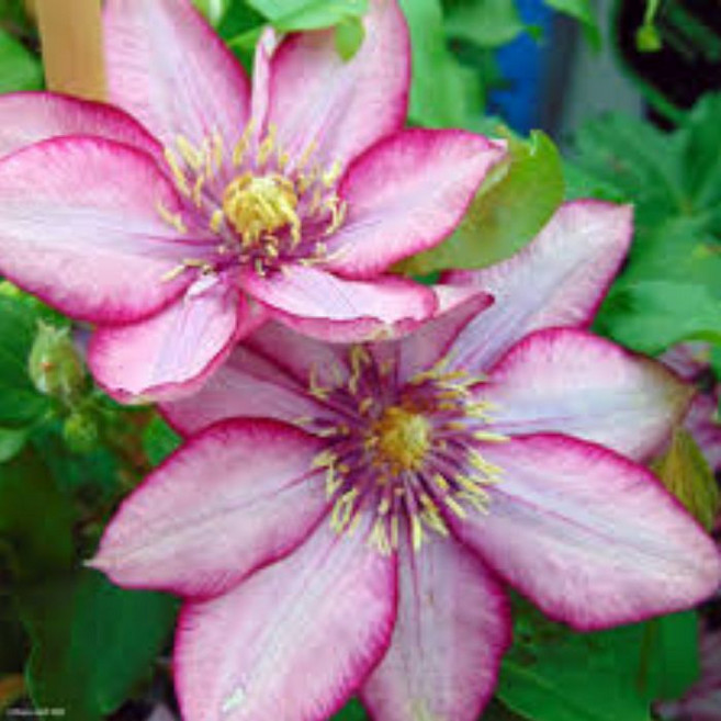 목하원예조경 클레마티스 파라디소 파라다이스 핑크 홑꽃 리블루밍 포트 묘목 정원조경식물 꽃나무 모종, 1개, 단일