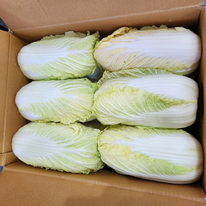 [국내산]알꽉찬 알배기배추 통배추 쌈배추, 4kg, 1세트