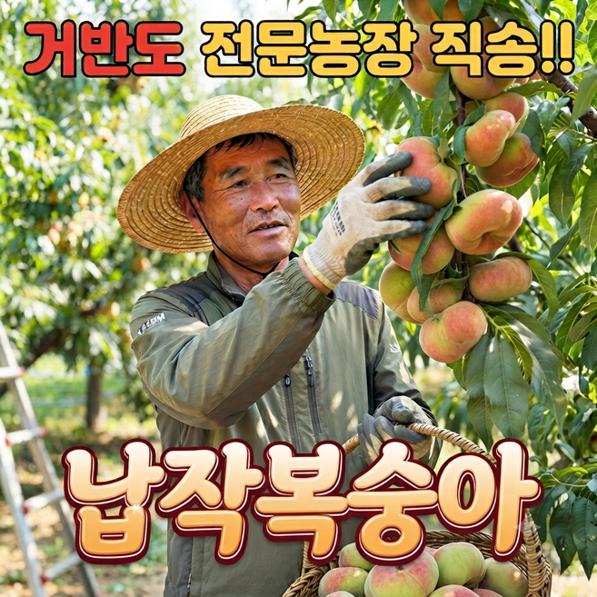 8위 - [전문농장직송]최상급 거반도 납작복숭아 프리미엄 복숭아 제철 산지직송 납작이, 1개, 대과 500g (4과내