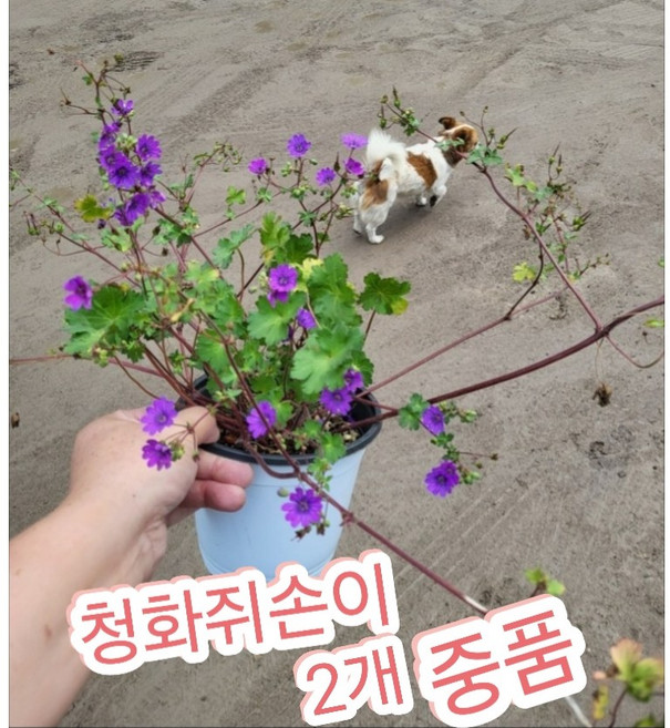 청화쥐손이 2개 중품