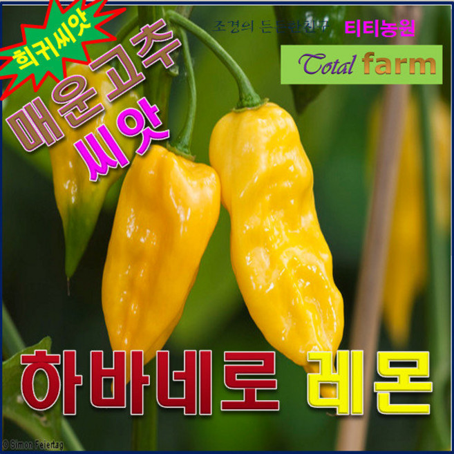 희귀씨앗/SA1/고추하바네로 레몬- 10립/청양고추30배