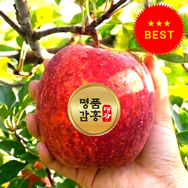 [감홍사과축제] 한정수량 우수농가 당도선별 감홍사과, 1개, (중대과)-5kg 인기추천
