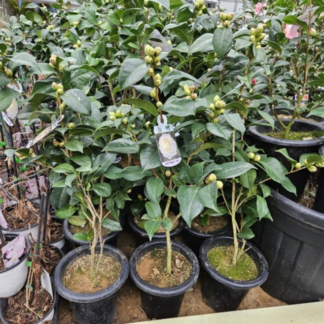 (나무농장) 동백 동백나무 백동백(겹꽃) 7치 화분