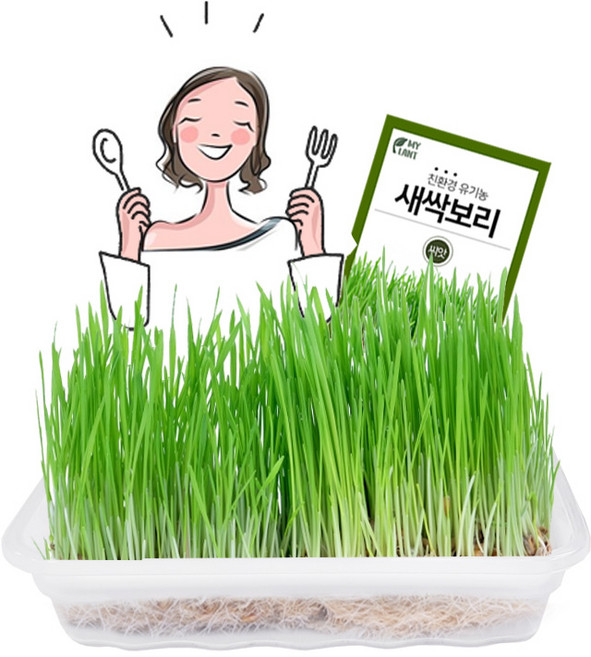 디톡스 다이어트 새싹 재배세트 소 마이플랜트, 새싹 귀리