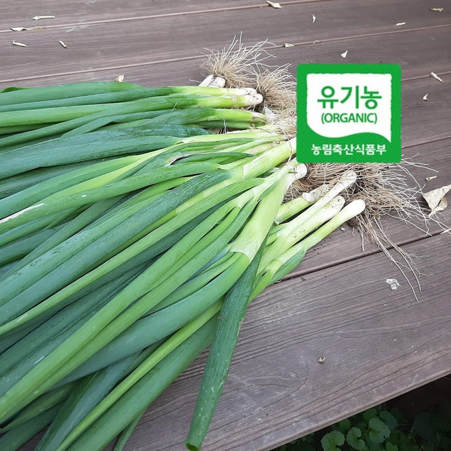 엔젤농장 유기농 대파 흙대파 생대파, 1개, 500g