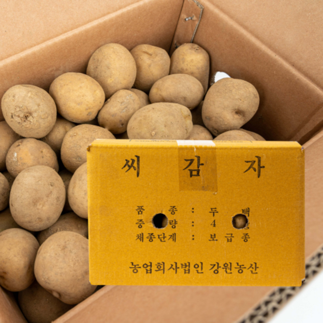 강원농산 두백씨감자 4kg 감자씨 주말농장 모종, 1개