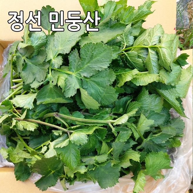 어수리나물 어수리 강원도 정선 민둥산 노지재배 산나물, 어수리나물 1kg, 1개, 1kg