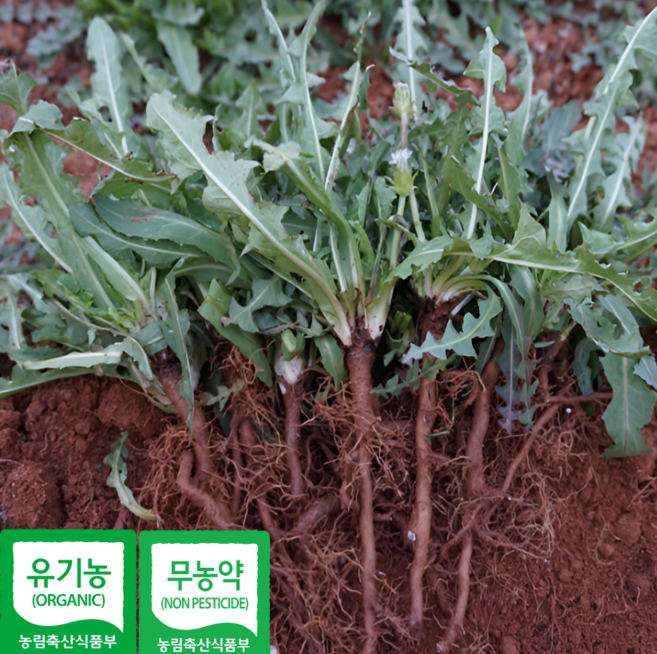 [유기농 무농약 민들레] 뿌리포함 녹즙용 착즙용 인증농가 직배송 생민들레, 1개, 500g