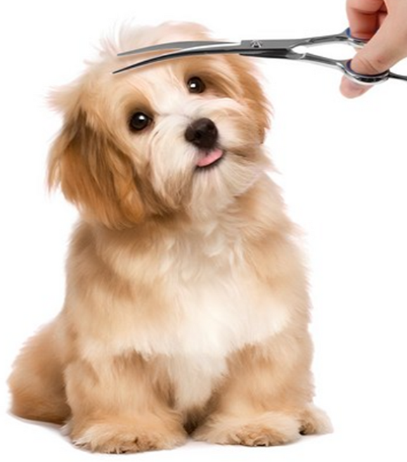 소이린 펫 커브 미용가위 18cm, 1개, 실버