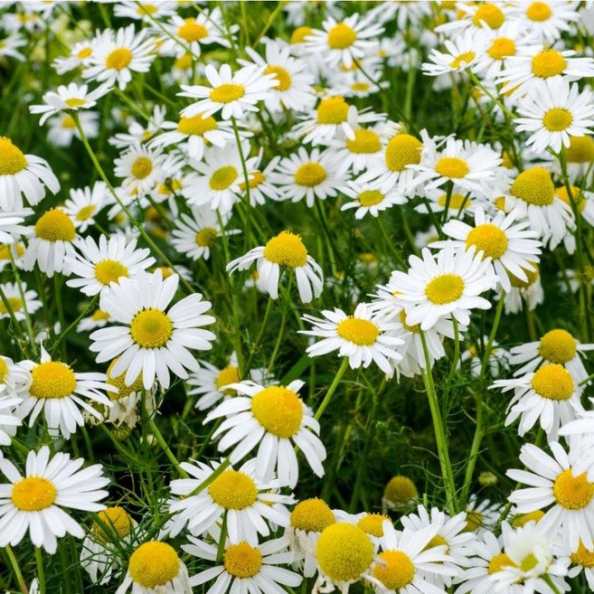 안녕두구동 아주가꽃 야생화 노지월동 2개 조개나물 다년생 봄꽃 모종