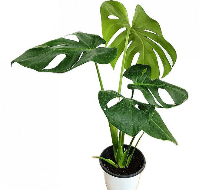 2026 공기정화 식물 몬스테라 중품 약45cm, 1개, 상세설명참조, 45cm