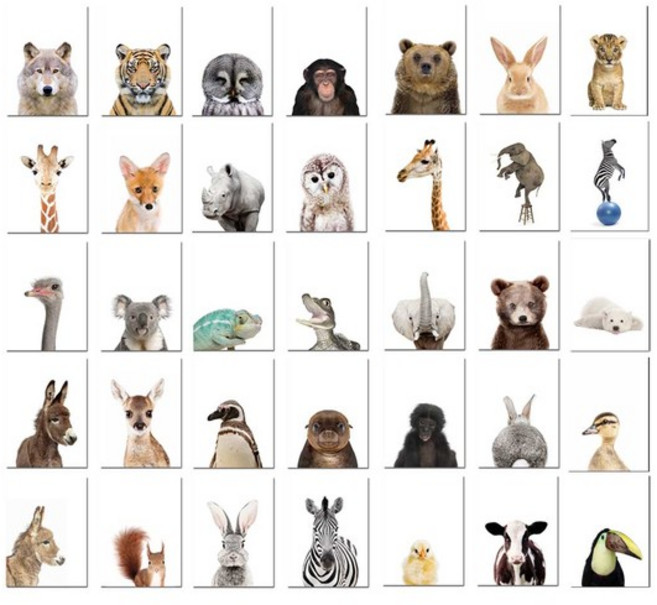 아이방 인테리어 동물 포스터 방수포스터 88종