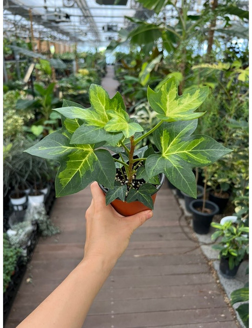 펫츠헤데라 페츠헤데라 아네미케 무늬아이비 무늬종 공기정화식물 광명IC화훼유통, 1개