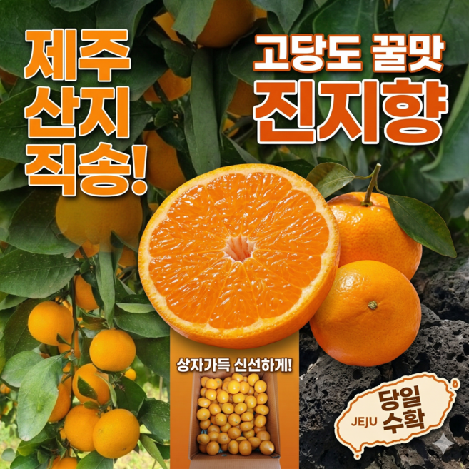 [산지직송] 제주 진지향 고당도 가정용 특품 소과/중과 5kg, 1박스, 5kg 로얄과(40~60과)