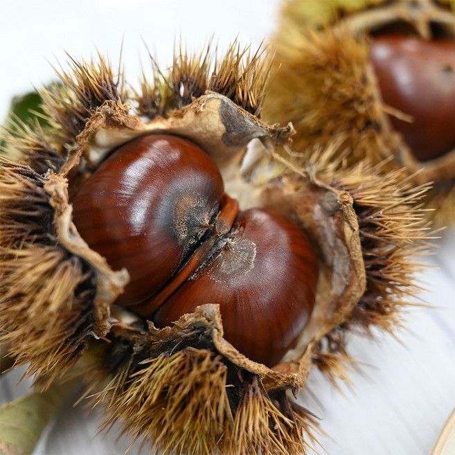프리미엄 공주 옥광밤 2kg 특대 사이즈 알밤 맛밤 단밤 왕밤 생율 햇밤 생밤