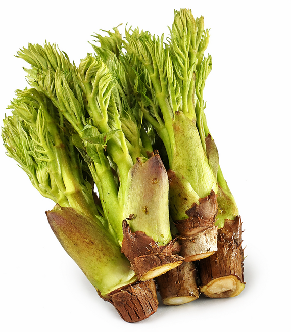 [재구매율1위] 봄향기 제철 나물 참두릅, 1박스, 1kg