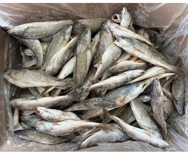 힘찬푸드 냉동 몽실민어조기 뾰쪽고기 영상가이석태 믹스사이즈 약 80~100마리전후, 1박스, 믹스 (약80~100마리전후)
