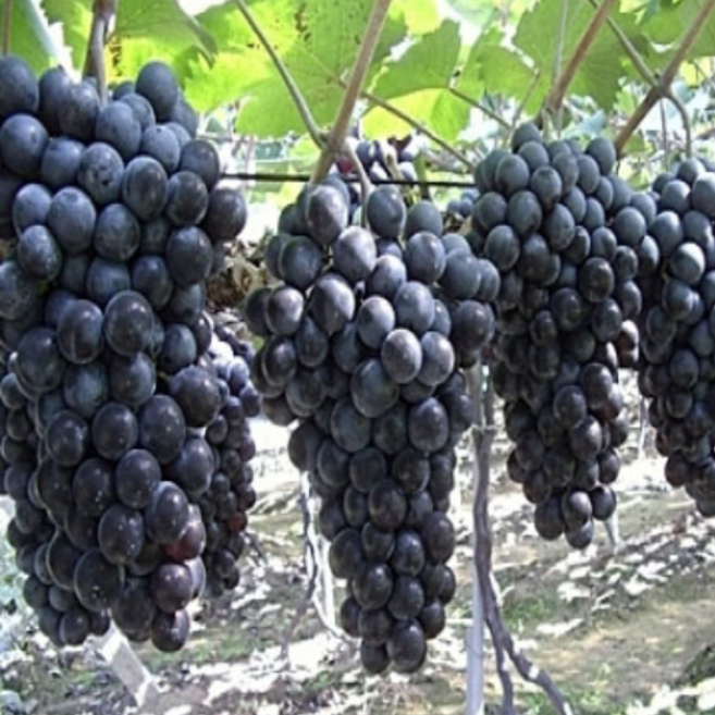 포도나무 묘목 접목1년생, mba 머루포도 접목1년, 1개