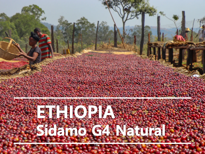 어라운드트레이딩 에티오피아 시다모 G4 내추럴, 1개, 1kg