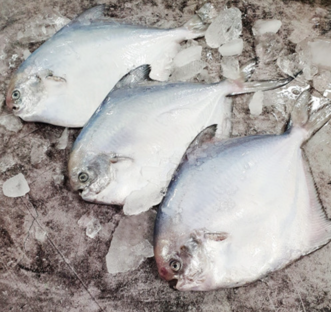 목포 자연산 병어 생물병어 손질 병어회, 1개, 병어 생물(대) 29cm내외 1미