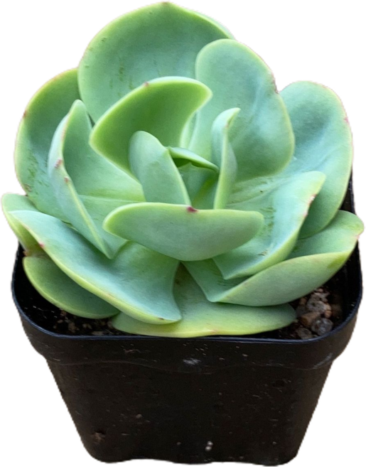 그린플랜트 다육식물 둥근잎비치후리데 1+1