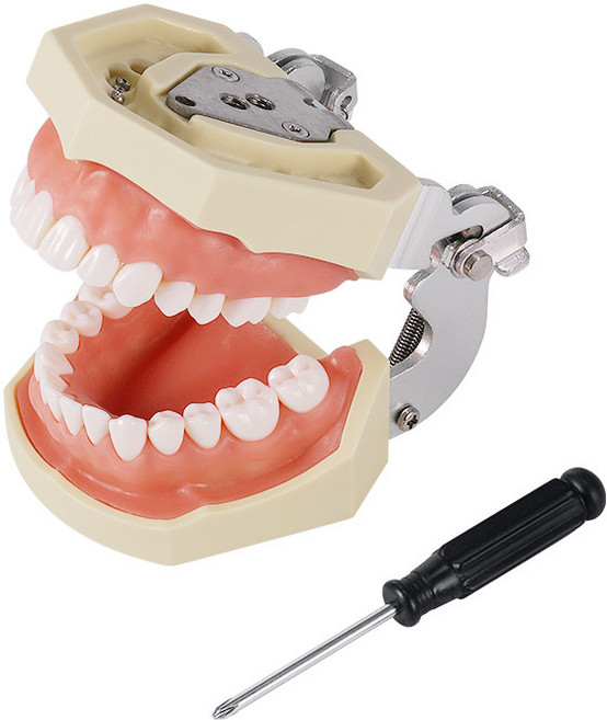 치과 실습용 치아모형 구강 덴티폼 교육용 스케일링 연습 치위생 교체 가능 모형, 28개치아모형, 1개