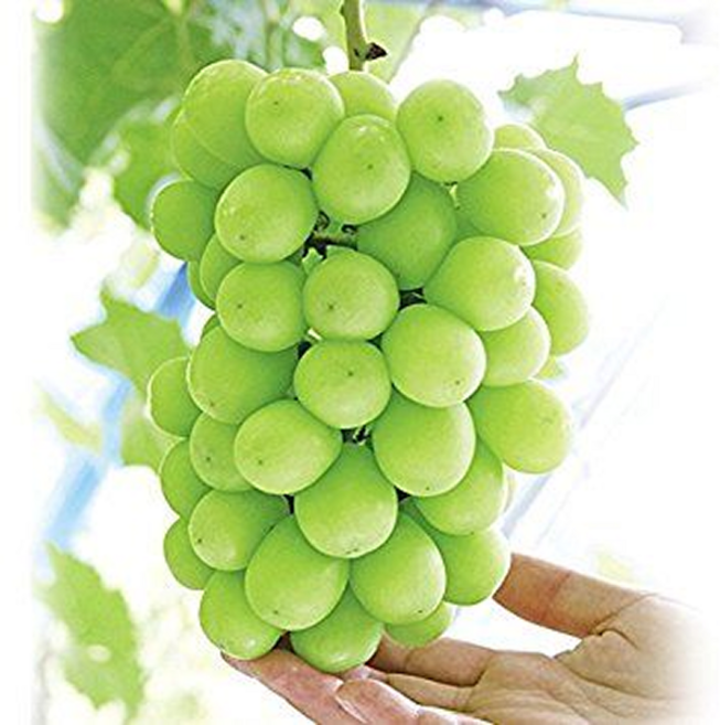 [당도선별]프리미엄 고당도 특품 샤인머스캣 포도 산지직송, 1개, 특품 샤인1kg(2송이내외)