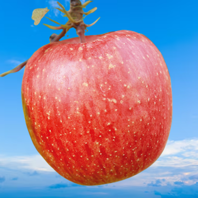 [단독세일] 고당도선별 꿀듬뿍 밀양 얼음골사과, 1개, 5kg(중과)