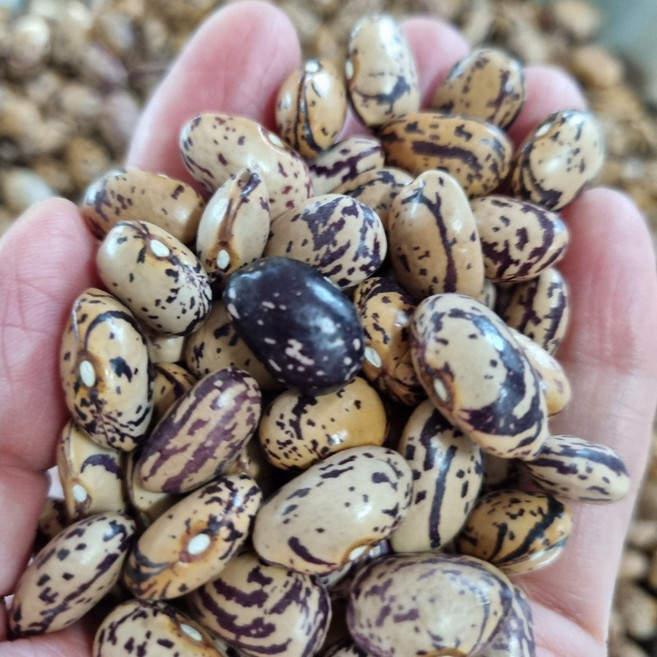 충북 충주 25년산 국산 조각강낭콩 1kg 조각콩 호랑이콩, 1개